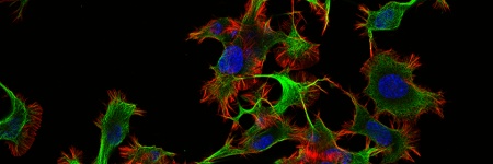 Fluorescence live cell imaging