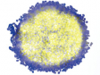 Analyse d’images en fluorescence : division cellulaire dans les sphéroïdes