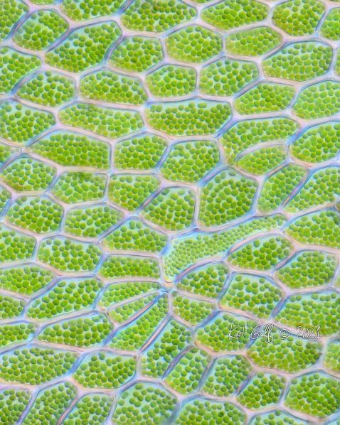Chloroplast-filled polygonal cells of moss