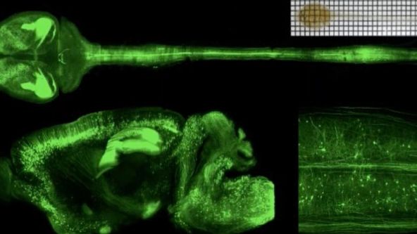 Tissue Optical Clearing Imaging: From In Vitro to In Vivo