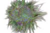 Análisis de imágenes fluorescentes: Invasión por esferoides 3D en un gel de colágeno