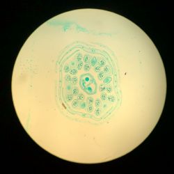 Flor de colza bajo el microscopio.
