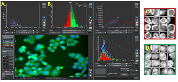 Image cytometry for evaluating large cell popluations