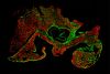 使用FV3000激光扫描共聚焦显微镜通过大视野成像寻找主动脉瓣特殊细胞并观察其精细结构
