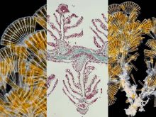 Cores da primavera: nossas imagens de microscopia mais populares de março de 2023