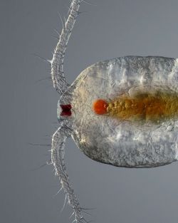 Female copepod under the microscope