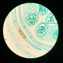 Flor de colza bajo el microscopio.