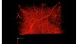 FVMPE-RS : empilement 3D de 4 mm d’un vaisseau sanguin marqué
