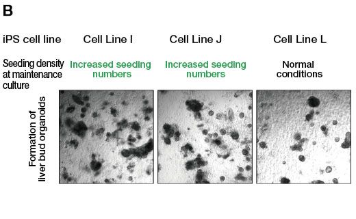 (B) Cette illustration montre la formation d'organoïdes lorsque la différenciation est réalisée après la mise en culture de maintien des lignées cellulaires I et J résistantes à la différenciation en utilisant des conditions de culture où le nombre de cellules ensemencées a été augmenté. Elle montre également, à titre de comparaison, les organoïdes formés à partir de la lignée cellulaire L, une lignée de cellules SPi capable de se différencier seule, lorsque celle-ci est maintenue dans des conditions normales de culture, puis se différencie.