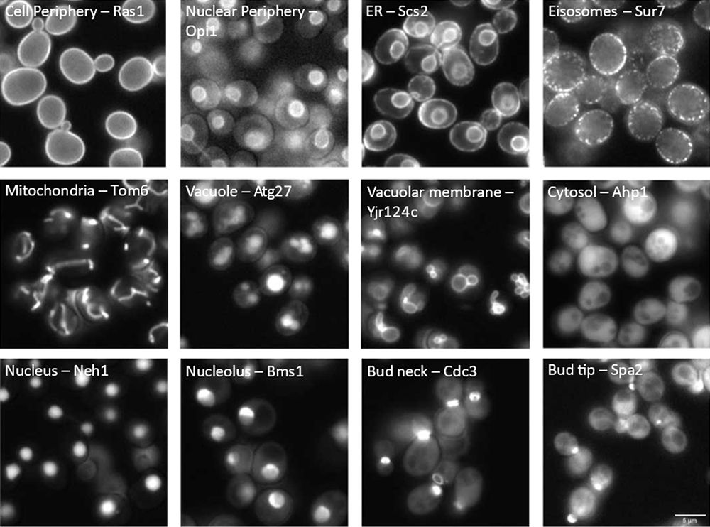 그림 1: 형광 태그가 지정된 효모 단백질의 세포 구획 위치 파악 시각화된 구획(왼쪽) 및 태그가 지정된 각 단백질의 표준 이름(오른쪽)이 각 이미지에 라벨링되어 있습니다.