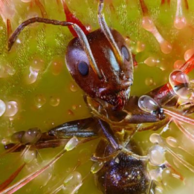 Microscopic image of an ant on a sundew