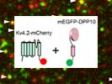 Single-Molecule Fluorescence Imaging on the Cell Membrane