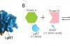 Imagerie de la localisation intracellulaire des interactions protéine-protéine à l’aide de la technologie NanoBiT®