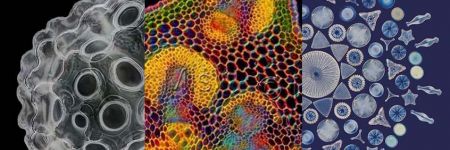 Ästhetisch schöne Mikroskopbilder