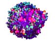 Analyse 3D de sphéroïdes tumoraux mixtes à l’aide du logiciel NoviSight™