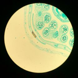 Fleur de colza observée au microscope