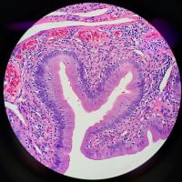 Tracto gastrointestinal de un lagarto debajo del microscopio
