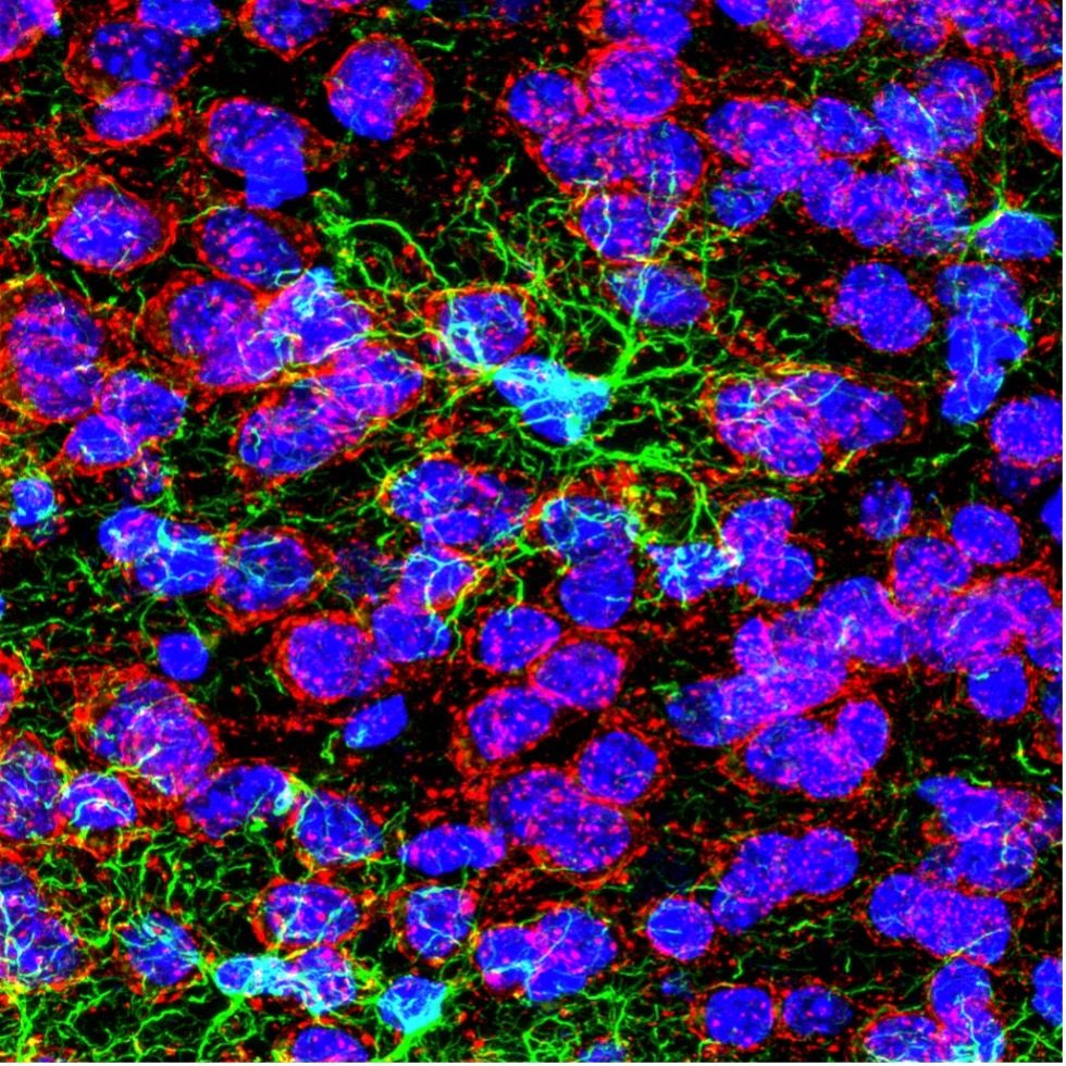 Image confocale d’un cortex infralimbique de souris marqué