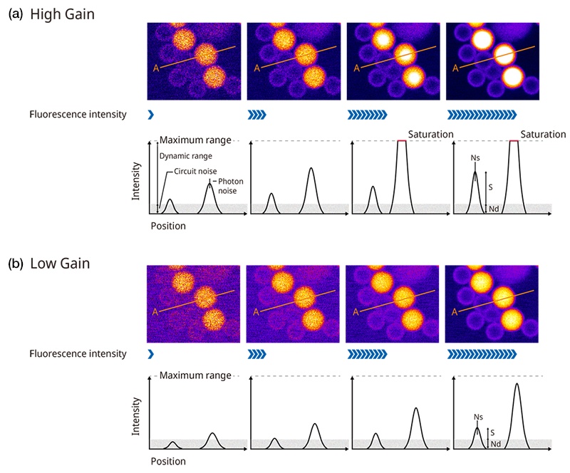 Figure 6. Adjusting a PMT’s gain requires balancing the signal-to-noise ratio and dynamic range, which can be difficult. The images were acquired using different excitation laser settings, with the images on the right being acquired using a higher setting. The plots below the images show the intensity profile along line A. The signal-to-noise ratio is the ratio of S (the profile height) and Ns (photon noise) and Nd (circuit noise). Figure 6a shows samples acquired using high gain. The dim beads have a higher S/N ratio, but the brighter beads get saturated. Figure 6b shows samples acquired using low gain. The dim beads have a lower S/N ratio, but the bright beads do not get saturated.