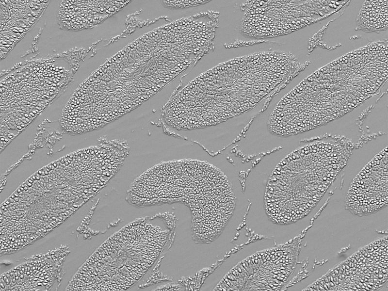 Gradient contrast sample: Rat testicles