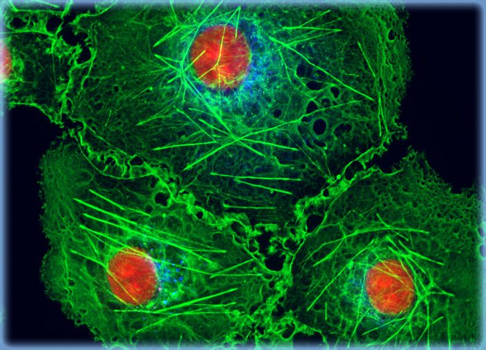 Transformed African Green Monkey Kidney Fibroblast Cells (COS-7 