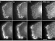 TIRF（Total Internal Reflection Fluorescence）イメージングシステムを用いた細胞膜直下における膜形態/膜局在分子のライブセルイメージング
