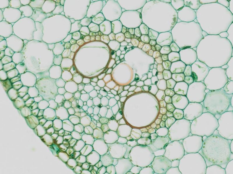Imagem de aplicação de células-tronco de milho