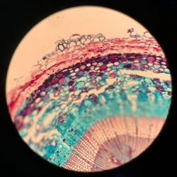 Querschnitt eines Kiefernstamms unter dem Mikroskop