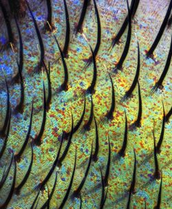 Blaue Schmeißfliege unter dem Mikroskop