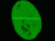 Visualización de proteínas de reparación del ADN con el microscopio confocal FV3000