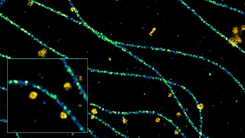 複数の細胞内構造体に対するナノスケールの3Dイメージング