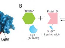 Imaging Intracellular Localization of Protein-to-Protein Interactions Using NanoBiT® Technology