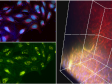Seeing Red: Using Near-Infrared Solutions to Expand the Possibilities of Confocal Microscopy