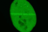 Visualización de proteínas de reparación del ADN con el microscopio confocal FV3000