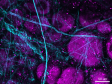 Über Fluoreszenz hinaus denken: biologische Bildgebung mit SHG- und THG-Mikroskopie